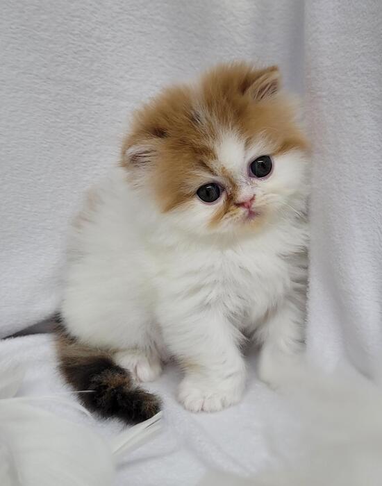 Available - Rocky Mountain Persians, Himalayans & Exotic Shorthair