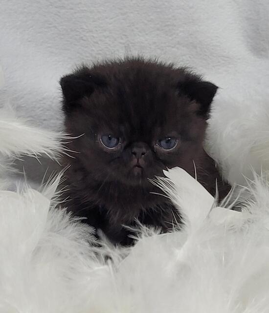 Black exotic hot sale shorthair kitten