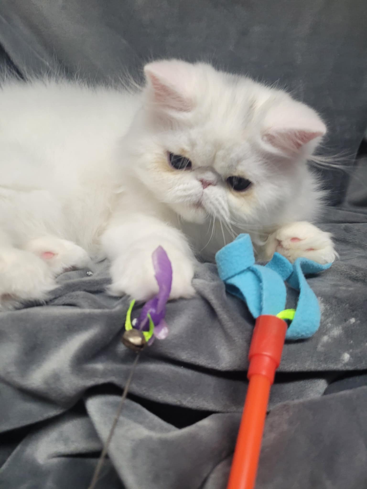 white persian white doll face persian cat, persian kittens for sale, persian cat for sale, persian cat, teacup kittens for sale, teacup kittens, teacup persian kittens for sale, teacup cats for sale, persian kitty, doll face persian kittens for sale, white persian kittens for sale, teacup persian kittens, doll face persian, doll face persian kittens, persian cat price, teacup persian kittens for sale near me, teacup cats, chinchilla persian kittens for sale, teacup persian cat, persian kittens for sale near me, persian cats for adoption, miniature kittens for sale, doll face persian cat, persians for sale, buy persian cat online, teacup persian cat for sale, persian kittens for adoption, teacup doll face persian kittens for sale, teacup cats for adoption, teacup kittens for sale near me, baby doll kittens, blue persian kittens for sale, miniature kittens, toy kittens for sale, baby doll cat, cheap persian kittens for sale, doll face himalayan kittens for sale, teacup cats for sale near me, traditional persian cat, silver persian kittens for sale, white persian cat for sale, buy persian cat, flat face cat for sale, doll face persian cat for sale, teacup persian, miniature cats for sale, baby kittens for sale, persian cats for sale near me, doll face persian breeders, teacup persian kittens for adoption, white persian kitten, micro kittens for sale, golden persian kittens for sale, miniature kittens for sale near me, baby persian cat, persian cat rescue, doll face kittens, persian kitty for sale, persian cat food, doll face cat, buy persian kittens online, chinchilla persian, doll face kittens for sale, mini persian cat, where to buy persian cat, persian cat doll, baby doll face persian kittens for sale, miniature persian cat, white persian kittens for adoption, doll face persian cat price, kittens for sale, where can i buy a persian kitten, teacup persian cat price, where can i buy a persian cat, doll face persian for sale, flat face persian kittens for sale, flat face cat, persian doll, teacup chinchilla persian kittens for sale, persian breeders, teacup kitten breeders, chinchilla persian kittens, flat faced kittens, orange persian kittens for sale, persian cat toys, flat faced kittens for sale, baby persian kittens, where to buy persian kittens, persian cat breeds, teacup persian kittens price, purebred persian kittens for sale, teacup doll face persian kittens, grey persian cat, long haired kittens for sale, white doll faced persian kittens for sale, teacup persian for sale, teacup persian kittens for sale price, doll face white persian kittens for sale, persian kittens available, persian cat kitten, buy persian kitten, persian cat personality, doll face persian himalayan kittens sale, baby persian kittens for sale, calico persian kittens for sale, long haired persian kittens for sale, doll face cat for sale, persian kittens for sale in pa, baby doll kittens for sale, doll face persian cat breeders, white teacup persian kittens for sale, teacup kitty for sale, persian cat breeders near me, persian cat kitten for sale, dollface, black persian kitten, teacup cat breeds, peke faced persian kittens for sale, persian kitten breeders, white persian kittens for sale near me, traditional persian kittens for sale, mini persian kittens for sale, blue persian cat for sale, persian kittens for sale in ohio, black persian cat for sale, purebred persian kittens, looking for persian kittens for sale, kitties for sale, miniature persian kittens, traditional persian cat breeders, baby doll persian cats, persian doll face kitten price, toy persian kittens for sale, persian kittens for sale uk, kitten persia, persian baby cat for sale, white teacup persian kitten, doll face persian cat personality, orange persian cat for sale, persian cat cost, white persian, silver persian cat, teacup persian kittens for sale cheap, doll face himalayan, type in persian, flat face persian, teacup kittens for free, miniature persian kittens for sale, blue persian kitten, micro persian kittens, persian kitten price, extreme face persian kittens for sale, persian kittens for sale ny, fluffy cats for sale, doll faced persian kitten, doll face himalayan kittens, free persian kittens, fluffy persian kittens for sale, flat face persian cat, teacup white persian cat, persian kittens for sale mn, persian kittens for sale nj, gray persian cat, chinchilla persian cat, red persian cat, miniature persian cat for sale, baby face dolls, peke face persian, chinchilla silver teacup persian kitten for sale, white cat doll, peke face cat, where can i get a persian kitten, persian cat temperament, white persian for sale, persian breeders near me, persian kittens for sale in texas, chinchilla kittens for sale, dollface himalayan kittens for sale, persian kittens near me, where to buy teacup kittens, mini kittens for sale, calico persian, persian flat face cat for sale, toy persian cat, white persian cat, doll face persian cattery, teacup doll face persian, mini cats for sale, kitten doll, baby doll persian kittens for sale, ginger persian cat, doll face himalayan cat, grey persian kitten, punch face cat, persian kittens for sale in ma, small kittens for sale, calico persian cat, white doll face persian, persian cat face, persian cat for sale uk, doll faced persian cats for sale, teacup kittens for adoption, doll kitten, persian kittens for sale florida, babydoll kittens, smushed face kittens for sale, persian kittens for sale in michigan, peke faced cat for sale, half persian cat, persian kittens for sale in illinois, persian eyes, persian doll cat, persian kittens for sale in georgia, persian kittens for sale in nc, traditional persian cat for sale, baby doll persian, flat faced cat breeds, chinchilla cat for sale, mini persian cat for sale, golden persian kitten, black persian cat, mini persian kittens, flat face persian kitten, buy teacup kitten, silver persian kitten, baby doll cat breed, mini persian, persian cat information, babydoll persian, cheap persian cats for sale, persian kittens available now, white persian kittens with blue eyes for sale, micro teacup persian kittens for sale, blue persian cat, punch face persian cat, where can i buy a white persian kitten, persian kittens for sale california, doll face persian personality, buy white persian kitten, doll face makeup, white persian cat doll face, golden teacup persian kittens, baby doll persian cats for sale, doll cat, buy teacup cat, white teacup kitten, teacup chinchilla persian kittens, himalayan persian kittens for sale, white persian cat price, chinchilla cat breed, persian kittens for adoption near me, buy teacup persian kitten, white teacup kittens for sale, shirazi cat, orange persian kitten, cheap persian kittens, persian cross kittens for sale, persian cat online, teacup kittens for sale cheap, persian face, teacup persian breeders, teacup himalayan kittens for sale, pure persian cat, white doll face persian kitten, teacup white persian cat for sale, tabby persian cat, persian cat care, persian cat weight, gray persian kitten, tiny kittens for sale, kitten in a teacup, flat face persian for sale, fluffy persian cat, tiny teacup kittens, cat doll face, three faced doll, teacup persian kitten breeders, flat faced cats for adoption, long haired persian cat, where to buy teacup cats, half persian kittens, tiny teacup kittens for sale, persian mix cat, calico persian kitten, pure white kittens for sale, teacup persian price, kitten face, small persian cats for sale, smoosh face cat, persian cat blue eyes, persian silver, shaded silver persian kittens, how much is a persian cat, persian cattery, persian cross cat, smushed face cat, extreme persian kittens for sale, doll face chinchilla persian, grey doll face persian, shaded golden persian kittens for sale, silver persian cat for sale, persian cat price range, orange persian cat, brown persian cat for sale, peke face, classic persian cat, beautiful persian cat, black doll face persian, smushed face cats for sale, baby face persian, half persian kittens for sale, persian cat purchase, extreme face persian, baby doll face persian, white persian cat breeders, male persian cat, white teacup persian, himalayan persian kitten, peke face persian cat, tabby persian kitten, semi persian cat, red persian kitten, silver doll face persian, dollface beauty, the persian cat, miniature persian cat price, gray persian kittens for sale, persian cat near me, orange doll face persian, looking for a persian kitten, miniature white persian kittens, persian pet, persian cat facts, pictures of persian cats, silver persian, toy persian kittens, persian blue, black persian kittens for sale, tiny teacup cats for sale, pure breed persian cat, red persian cat for sale, grey persian, where to get a persian kitten, teacup calico persian kittens, persian longhair, baby doll face, purebred persian cat, long hair persian cat for sale, flat face cat breeds for sale, white persian cat adoption, female persian cat, picky face cat, dollface cosmetics, smushed face cat breed, big persian cat, golden doll face persian, long haired persian kittens, how much are persian kittens, white teacup cat, chinchilla kitten, silver shaded chinchilla persian kittens for sale, traditional persian, chocolate persian kitten, ginger persian kittens for sale, types of persian cats, purebred persian cat for sale, doll face paint, baby doll cats for sale, full grown teacup cats, grey and white persian cat, fluffy persian kittens, teacup kittens price, find persian kittens for sale, how long do persian cats live, white chinchilla persian kittens for sale, himalayan persian mix kittens for sale, silver chinchilla persian kittens for sale, persia4all, persian cat lifespan, teacup white persian cat price, persian doll face price, persian extreme, black and white persian cat, gray persian cat for sale, teacup himalayan kittens, smushed face kitten, smashed face cat for sale, teacup persian kitten rescue, peke faced kitten, full punch face persian cat, persian cat pet, iranian cat, white persian cat with blue eyes, golden persian, cute persian kittens, buy white persian cat, looking for persian cat, shaded silver persian kittens for sale, chinchilla persian for sale, teacup persian cat adoption, large persian cat, persian cat personality temperament, persian doll face cat cost, chinchilla persian cat for sale, semi flat face persian cat, pomeranian cat, two faced doll, ultra face persian, a persian cat, persian cat green eyes, extreme flat face persian, where can i buy a teacup persian kitten, persian kitten breeders near me, mini kittens for adoption, golden chinchilla persian kittens for sale, rag doll faces, black face doll, persian tabby cat for sale, flat faced cat price, iran cat, golden persian cat, miniature cats for adoption, persian cat images, grey and white persian, porcelain doll face, buy a teacup persian cat, i want a persian cat, best persian cat, half persian cat for sale, small persian cat, silver shaded persian, persian cat pics, flat nose cat, all white persian cat, do persian cats shed, blue cream persian cat, moon face cat, all white persian cat for sale, tiny persian kittens, tabby persian kittens for sale, peke persian cat, i want to buy a persian kitten, persian cat info, extreme persian, cream persian cat, small cat breeds for sale, scary doll face, doll face persian kittens for sale in texas, teacup persian kitten cost, pure breed persian cats for sale, persian kitten personality, gray and white persian cat, silver cats for sale, silver chinchilla persian, peke persian, chinchilla silver persian kitten, about persian cats, persian cat eyes, persian cat varieties, old persian cat, doll face persian kittens breeders in ontario, teacup persian cat full grown, persian dog, semi flat face cat, persian mix kittens for sale, pictures of persian cats for sale, lilac persian cat, persian cat photos, where to find persian kittens, persian mix kittens, no face doll, purebred persian cat price, persian cata, pretty persian cat, teacup white persian, rag doll faces pattern, persian tabby, cute persian kittens for sale, adult persian cat, doll face persian kittens for sale in pa, persian cat white kitten, mini kitties for sale, doll face persian kittens for sale in ohio, teacup cats for sale cheap, black and white persian kitten, persian cat characteristics, micro mini persian kittens for sale, teacup cats for free, persian cats and kittens, the doll and the kitten, persian cat colors, blue persian for sale, persian temperament, golden chinchilla persian, flat nose persian cat for sale, persian cat baby price, red tabby persian kittens for sale, all about persian cats, male persian cat for sale, doll like face, chinchilla persian breeders, brown persian cat, baby white persian kitten, babydoll cat breed, persian kitty adult, persian cat breeding information, golden chinchilla cat, broken doll face, modern persian cat, persian doll face kitten cost, flat nose persian cat, calico persian cat for sale, ginger persian kitten, blue point persian, punch face persian kitten, blue eyed persian kittens for sale, baby doll face pomeranian, silver tabby persian kittens for sale, shaded persian, golden persian cat price, white flat faced cat, persian kittens for sell, black and white persian kittens for sale, persian feline, craigslist persian kittens, ginger persian cat for sale, white persian kitten adoption, calico persian for sale, traditional himalayan cat, persian kitties for adoption, american persian cat, golden shaded persian, pure persian cat for sale, persian cat nose, persian cat and dog, black persian cat with blue eyes, grey persian kittens for sale, micro teacup kittens, tiny teacup persian kittens sale, extreme persian cat, how big do persian cats get, red doll cat, mixed breed persian cat, what does a persian cat look like, miniature cat breeds for sale, blue grey persian cat, white persian kitty, persian show cats for sale, original persian cat, persian cat breed info, persian cat species, different types of persian cats, half breed persian cat, orange persian cat kitten, cross breed persian cats, persian cat for sell, dollface clothing, female persian cat for sale, white persian kitten breeders, white baby persian cat,