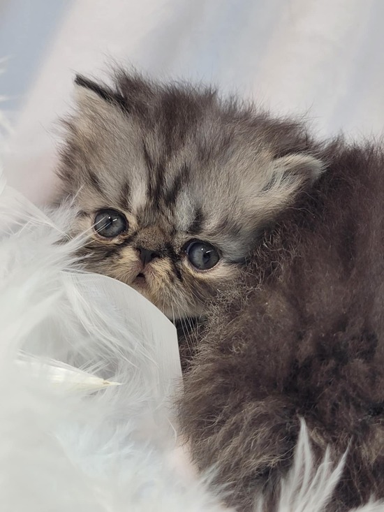 black silver tabby elh black silver tabby elh
