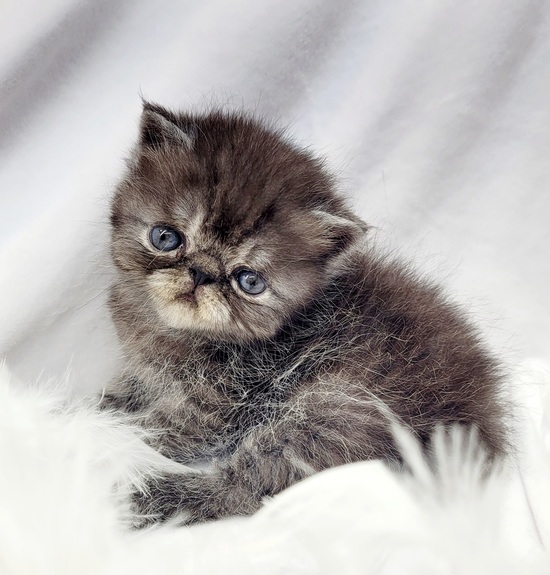 black silver tabby esh black silver tabby esh