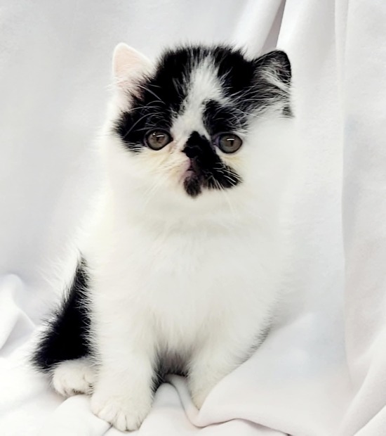 LIttle Shelbs-550