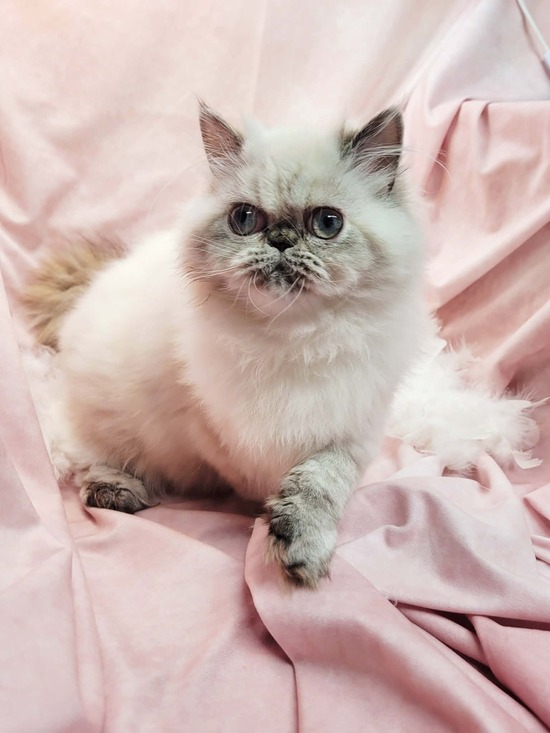 Little Ms Yeti