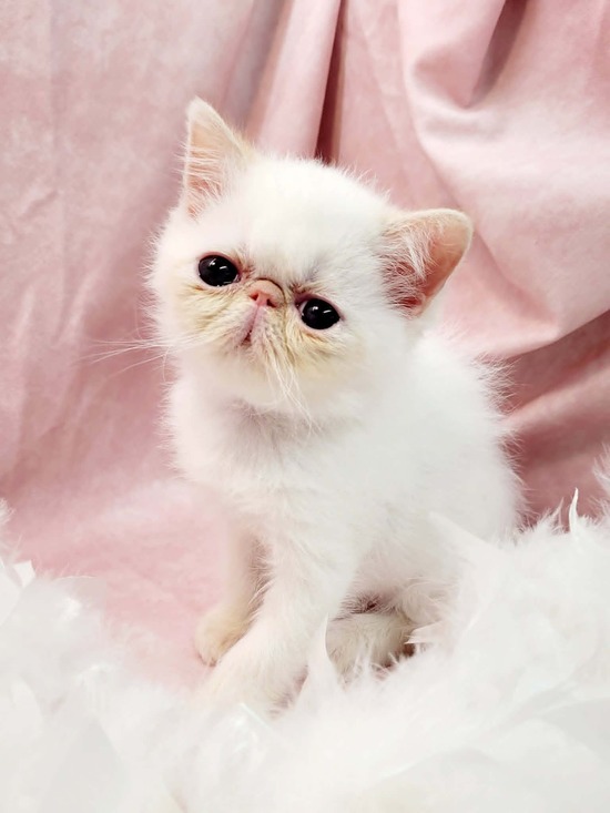 Strawberry Cream