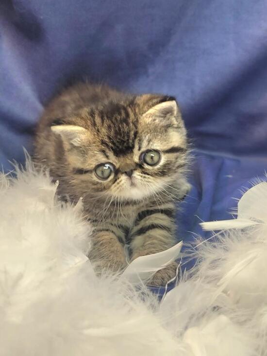 cat breeder in Denver Colorado, kittens in Denver Colorado, cat breeds, cattery in Denver Colorado, buy kittens in Denver Colorado, cats for sale in Denver Colorado, find the cat, cats in Denver Colorado, buy a cat in Denver Colorado, bengal cat breeders in Denver Colorado, where can i buy a kitten in Denver Colorado, kittens available in Denver Colorado, kitty for sale in Denver Colorado, bengal breeders in Denver Colorado, kittens for sale in ct, baby kittens for sale, exotic cats for sale, baby cats for sale, free kittens, white kittens for sale, free cats in Denver Colorado, where to buy kittens in Denver Colorado, free kittens in Denver Colorado, where can i buy a cat in Denver Colorado, cats to buy in Denver Colorado, kittens for sale in Denver Colorado, calico kittens for sale, kitten breeders in Denver Colorado, where to get a kitten in Denver Colorado, maine coon cat rescue, maine coon for sale, bengal cat rescue, baby kittens for sale in Denver Colorado, bengal cat breeders, cats for sale, maine coon breeders, maine coon cat breeds, bengal kittens for sale, bengal kittens for adoption, kittens for sale, where to buy a cat in Denver Colorado, maine coon kittens for sale, big cats for sale, bengal cat for sale, bengals for sale in Denver Colorado, maine coon cats for sale, persian kittens for sale in Denver Colorado, bengal cat in Denver Colorado, savannah cat rescue, where can i get a kitten in Denver Colorado, maine coon kittens for adoption, bengal kittens for sale in Denver Colorado, cheap kittens for sale, maine coon rescue, persian cat breeds, cats for sale uk, siamese kittens for sale in Denver Colorado, kittens for sale in maine, coon cats for sale, kittens for sale uk, cat store in Denver Colorado, maine coon kittens, buy pets in Denver Colorado, snow bengal kittens for sale, bengal cat adoption, maine coon cats for adoption, kittens to buy in Denver Colorado, baby kittens for free, grey kittens for sale, maine coon kittens for sale in Denver Colorado, where to buy kittens, buy a cat, maine coon kittens ohio, bengal kittens in Denver Colorado, maine coon adoption, orange kittens for sale, cats and kittens for sale, kitten breeds, savannah cat adoption, silver bengal kittens for sale, maine coon cats for sale in Denver Colorado, maine coon cat price, coon cat, bengal kittens, maine coon cat, bengal breeders, buy maine coon cat, large maine coon cats for sale, maine coon kittens for sale ohio, maine coon price, bengals for sale, maine coon breeders in Denver Colorado, maine coon kittens ct, breeders in Denver Colorado, leopard cat for sale, giant maine coon kittens for sale, hybrid cats for sale, pet shops that sell kittens in Denver Colorado, maine coon kittens for sale in maine, kitties for sale, cat breeds uk, cats and kittens, buy a kitten, big maine coon cats for sale, large cats for sale, bengal cat for sale in Denver Colorado, maine coon kittens price, find kittens in Denver Colorado, tiger cats for sale, buy bengal cat, pictures of kittens for sale, gray kittens for sale, pet cats for sale, kittens for adoption in maine, where to find kittens in Denver Colorado, where can i buy a bengal cat in Denver Colorado, bengal cat price, bengal cat, cats for sale in pa, black maine coon kittens for sale, maine coon cats for sale in maine, maine coon mix kittens for sale, ashera cat for sale, small cats for sale, baby cats for free, cats for sell, purebred cats for sale, local kittens for sale, small kittens for sale, white kittens for sale in Denver Colorado, silver maine coon kittens for sale, savannah kittens for sale in Denver Colorado, pet breeders in Denver Colorado, maine coon kittens available, bengal house cat, cheap kittens for sale in Denver Colorado, cheetoh cat for sale, tabby kittens for sale in Denver Colorado, newborn kittens for sale in Denver Colorado, maine coon kittens nj, cats for sale in ohio, house cats for sale, cat breeders in ma, maine coon, persian cats for sale in Denver Colorado, where can i buy a maine coon cat, cats for sale in ct, real cats for sale, white bengal kittens for sale, adopt a kitten for free, giant maine coon cat for sale, maine coon rescue ohio, balinese kittens for sale in Denver Colorado, kittens for sale in Denver Colorado free, silver bengal cat, maine coon cat size, male kittens for sale, siamese cat breeders in Denver Colorado, cats for sale in iowa, siberian cat for sale in Denver Colorado, how much are maine coon cats, tiger kittens for sale, purebred kittens for sale, largest maine coon cat, snow bengal kitten, bengal siamese kittens, cats kittens for sale, maine cat, snow bengal cat, kittens in maine, where can i get a maine coon cat, kittens for sale scotland, maine coon breeders ohio, giant cats for sale, maine coon cats for sale ohio, maine coon cat breeders in maine, baby kittens for free in Denver Colorado, extra large maine coon kittens for sale, maine coon kittens in Denver Colorado, big house cats for sale, buy maine coon kittens, maine coon kittens illinois, best cat breeds, black maine coon, kitten price, where to buy a maine coon cat, savannah cat for sale texas, maine coon kittens for sale wisconsin, bengal cat cost, how much is a bengal cat, buy maine coon, maine coon size, grey kittens for sale in Denver Colorado, where can i buy a savannah cat, savannah cat for sale florida, white bengal cat, maine coon for sale in Denver Colorado, bengal kitten price, real kittens for sale, cat price, white maine coon, grey and white kittens for sale, buy bengal kitten, kittens for, kittens for sell, cats 4 sale, cat breeders in ct, where to buy a bengal cat, white maine coon kittens for sale, giant maine coon cat, cat breed finder, best cat breed for me, big domestic cats for sale, black maine coon cat, get a kitten in Denver Colorado, the maine coon, buy savannah cat, exotic cats for sale in Denver Colorado, maine cats, large domestic cats for sale, maine coon cost, orange maine coon kitten, bengal kitten breeders, silver bengal kitten, maine coon cat rescue in Denver Colorado, bengal cat kittens, bangles cat, maine coon cat kittens, large maine coon breeder, black maine coon for sale, kittens 4 sale, maine coon rescue in Denver Colorado, blue maine coon kittens for sale, leopard kitten, purebred bengal kittens for sale, where to get a maine coon cat, cats for sale in maine, find cat breed, grey maine coon, pet store in Denver Colorado with kittens, maine cat for sale, local cat breeders, maine coon cat temperament, siamese bengal cat, bengal cattery, maine coon cat cost, maine coon rescue illinois, purebred maine coon, pets at home cats for sale, maine coon kittens available now, the maine coon cat, red maine coon kittens for sale, biggest maine coon, large cat breeds for sale, snow bengal cat for sale, pets at home kittens for sale, beautiful cats for sale, maine coon cat kittens for sale, where to buy a maine coon, orange maine coon kittens for sale, maine coon cattery, how much does a maine coon cat cost, how much are maine coon kittens, large maine coon kittens for sale, black maine coon kitten, maine coon cat personality, white maine coon kittens, fluffy kittens for sale in Denver Colorado, cat breeder directory, tabby maine coon, bengal house cat for sale, purebred kittens, what is a maine coon cat, local cats for sale, black kittens for sale in Denver Colorado, local kittens for free, bengal cat kittens for sale, maine coon adoption in Denver Colorado, hypoallergenic kittens for sale in Denver Colorado, bengal kitten rescue, cat breeders seattle, bengal kittens for adoption in Denver Colorado, cheap maine coon kittens for sale, coon cat breed, selling kittens, bengal kitty, kittens for sale in my area, cats for sale cheap, red maine coon, how much are bengal kittens, kittens for sale or adoption in Denver Colorado, looking for kittens for sale, how much are cats to buy, where can i get a maine coon kitten, where to find kittens for sale, giant maine coon for sale, cats or kittens for sale, grey maine coon cat, white bengal kitten, how big are maine coon cats, coon kittens for sale, about maine coon cats, cat breeds list, large maine coon, find kittens for sale, leopard cat price, white maine coon cat, litter of kittens for sale, large house cats for sale, domestic kittens for sale, maine coon kitten breeders, maine coon breeders in maine, maine coon kittens for adoption in Denver Colorado, cat breeders in maine, grey maine coon kitten, domestic cats for sale, kittens for sale in, leopard kittens for sale in Denver Colorado, large maine coon cat breeders, huge cats for sale, small maine coon, maine coon cat breeders in Denver Colorado, black maine coon cat for sale, cheetoh cat price, maine coon kitten rescue, coon kitten, buy a maine coon cat online, kittens to good home in Denver Colorado, snow leopard kitten, savannah cat breeders in Denver Colorado, where to buy maine coon kittens, coon cat price, littens for sale, kittens for sale around me, coon cat rescue, maine coon kitties for sale, where can you buy a maine coon cat, cats for sell in Denver Colorado, maine coon cat price range, silver maine coon breeders, gray kittens for sale in Denver Colorado, where to buy bengal kittens, maine coon kittens for sale north west, maine coon cats in Denver Colorado, big maine coon kittens for sale, where to get maine coon kittens, maine coon kitty, best maine coon breeders, coon cats for adoption, how long do maine coon cats live, how much is a maine coon, maine coon adults for sale, find cats for sale, registered cat breeders, how big do maine coon cats get, grey maine coon kittens for sale, where can i get a maine coon, maine coon kittens in maine, pure maine coon kittens for sale, purchase maine coon cat, calico maine coon kitten, the maine coon cat for sale, house kittens for sale, maincoons, maine coon cat cattery, where can i buy a maine coon, cat for sale usa, where to get a maine coon, where to find maine coon cats, male kittens for sale in Denver Colorado, craigslist kittens, maine coon cattery usa, how much does a maine coon cost, bengal house cat price, cats for sale or adoption, large breed domestic cats for sale, snow bengal cat price, bengal cat adoption in Denver Colorado, free cats and kittens, male maine coon, pics of kittens for sale, google kittens for sale, coon cat kittens for sale, purebred maine coon kittens for sale, maine coon cats for adoption in Denver Colorado, red maine coon kittens, snow leopard bengal, american maine coon, grey kitten breeds, cheap maine coon kittens, calico maine coon kittens for sale, cat breeds for sale, bengal tiger cat, may coon cat, where can i buy a bengal kitten, where can you get a maine coon cat, maine coon cat rescue maine, maine coon kittens available now in maine, blue silver maine coon kittens for sale, maine coon price range, maine coon breeders usa, snow bengal breeders, purebred kittens for adoption, show cats for sale, bangles cats for sale, coon cat kittens, bengal tiger kitten, bengal domestic cat for sale, what is a maine coon, savannah cat breeders texas, silver tabby maine coon kittens for sale, biggest maine coon cat, maine coon in Denver Colorado, is my cat a maine coon, big cat pets for sale, cata for sale, kittens that stay small for sale, big domestic cats for adoption, moon coon cat, maine moon cat, where can i find a maine coon cat, snow leopard bengal cat, ginger maine coon kittens for sale, male maine coon kittens for sale, best kittens to buy, maine coon cat kittens for adoption, man kun cat, leopard house cat for sale, baby maine coon kittens for sale, solid black maine coon kittens for sale, large domestic cats for adoption, maine coon kitten price range, best bengal cat breeders, full blooded maine coon kittens for sale, big cat breeds for sale, where can i find a maine coon kitten, purebred maine coon kittens, maine coon kitten cost, maine coon cattery maine, maine coon cats in maine, where can i buy a maine coon kitten, looking for maine coon kittens, cheap cats and kittens for sale, kittens for sale near, purebred kittens for sale in Denver Colorado, cats available in Denver Colorado, large maine coon for sale, giant maine coon breeders, short hair maine coon kittens for sale, kittens for sale online, where can i find kittens for sale, blue maine coon kitten, maine coon price usa, maine coon for sale usa, maine coon cat kittens for sale in maine, giant cat breed for sale, home cats for sale, maine coon purchase, maine coon cats for rehoming, how to buy a maine coon cat, huge maine coon cats for sale, red tabby maine coon kittens for sale, kittens for sale usa, maine coon for sale ohio, buy maine coon cat price, images of kittens for sale, what is the cost of a maine coon cat, registered kittens for sale, selling kittens in Denver Colorado, where to get bengal kittens, where can i find kittens for sale in my area, brown maine coon, how much are maine coon kittens for sale, looking for a maine coon cat, how much are coon cats, american maine coon cat, purebred cats for sale in Denver Colorado, where can i buy a coon cat, brown bengal cat, main coon kitten for sale, purebred cat breeds, snow bengal cat breeders, big kittens for sale, find kittens for sale in Denver Colorado, pure maine coon kittens, maine coon cats and kittens for sale, tabby maine coon kittens, how to find kittens for sale, purebred maine coon cat for sale, how to be a cat breeder, kitten farm in Denver Colorado, giant maine coon, where to purchase a maine coon cat, reputable cat breeders, large maine coon kittens, where can i find a bengal kitten, how to find a cat breeder, black and white maine coon kittens for sale, full breed maine coon kittens for sale, silver maine coon for sale, available kittens for sale, cost of maine coon kittens for sale, male maine coon for sale, how to get a maine coon cat, exotic big cats for sale, cats in maine, cats for sale around me, adult maine coon, maine coon kittens for sale nd, big maine coon for sale, cats for sale or adoption in Denver Colorado, kitten breeds for sale, the bengal cat for sale, long hair maine coon kittens for sale, gray maine coon kitten, orange maine coon for sale, bengal cats and kittens, where to buy purebred cats, maine coon mix for sale, top bengal breeders, i want a maine coon kitten, where can i purchase a maine coon cat, pure maine coon, maine coon cats and kittens, cat breeds price, orange kittens for sale in Denver Colorado, bengal cats and kittens for sale, where do i get a maine coon cat, purebred bengal cat for sale, moon coon, huge maine coon kittens for sale, giant maine coon kittens, kittens for sale price, how much are maine coon cats to buy, kittens for sa, bengal cat craigslist, pictures of maine coon kittens for sale, where to find maine coon kittens, tabby maine coon kittens for sale, i want to buy a maine coon kitten, where do you get a maine coon cat, bengal cat for sell, marie coon cat, leopard looking cat for sale, find maine coon kittens for sale, domestic bengal kittens for sale, main kun cat, show me a maine coon cat, where to find cats for sale, best maine coon breeders usa, large kittens for sale, purebred maine coon for sale, where can i purchase a bengal cat, a kitten for sale, gray maine coon kittens for sale, maine coon cat price usa, maine coon babies for sale, part maine coon kittens for sale, maine coon cats for sell, female maine coon kittens for sale, i want a maine coon cat, what is the price of a maine coon cat, available maine coon kittens for sale, biggest cats for sale, places that sell cats in Denver Colorado, brown tabby maine coon kittens for sale, kittens for sale near ne, cat breeder reviews, kittens for sale today, orange maine coon cat for sale, very large cats for sale, maine coon cats available for adoption, bengal cat cattery, breeders in maine, leopard cat domestic for sale, how to find a reputable cat breeder, big house cat breeds for sale, large breed maine coon kittens for sale, blue maine coon for sale, cat breader, cats for sale nearby, brown maine coon kitten, white maine coon cats for sale, purebred maine coon rescue, maine coon maine, maincoons for sale