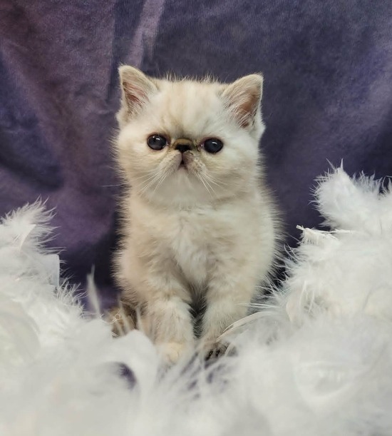 cat breeder in Denver Colorado, kittens in Denver Colorado, cat breeds, cattery in Denver Colorado, buy kittens in Denver Colorado, cats for sale in Denver Colorado, find the cat, cats in Denver Colorado, buy a cat in Denver Colorado, bengal cat breeders in Denver Colorado, where can i buy a kitten in Denver Colorado, kittens available in Denver Colorado, kitty for sale in Denver Colorado, bengal breeders in Denver Colorado, kittens for sale in ct, baby kittens for sale, exotic cats for sale, baby cats for sale, free kittens, white kittens for sale, free cats in Denver Colorado, where to buy kittens in Denver Colorado, free kittens in Denver Colorado, where can i buy a cat in Denver Colorado, cats to buy in Denver Colorado, kittens for sale in Denver Colorado, calico kittens for sale, kitten breeders in Denver Colorado, where to get a kitten in Denver Colorado, maine coon cat rescue, maine coon for sale, bengal cat rescue, baby kittens for sale in Denver Colorado, bengal cat breeders, cats for sale, maine coon breeders, maine coon cat breeds, bengal kittens for sale, bengal kittens for adoption, kittens for sale, where to buy a cat in Denver Colorado, maine coon kittens for sale, big cats for sale, bengal cat for sale, bengals for sale in Denver Colorado, maine coon cats for sale, persian kittens for sale in Denver Colorado, bengal cat in Denver Colorado, savannah cat rescue, where can i get a kitten in Denver Colorado, maine coon kittens for adoption, bengal kittens for sale in Denver Colorado, cheap kittens for sale, maine coon rescue, persian cat breeds, cats for sale uk, siamese kittens for sale in Denver Colorado, kittens for sale in maine, coon cats for sale, kittens for sale uk, cat store in Denver Colorado, maine coon kittens, buy pets in Denver Colorado, snow bengal kittens for sale, bengal cat adoption, maine coon cats for adoption, kittens to buy in Denver Colorado, baby kittens for free, grey kittens for sale, maine coon kittens for sale in Denver Colorado, where to buy kittens, buy a cat, maine coon kittens ohio, bengal kittens in Denver Colorado, maine coon adoption, orange kittens for sale, cats and kittens for sale, kitten breeds, savannah cat adoption, silver bengal kittens for sale, maine coon cats for sale in Denver Colorado, maine coon cat price, coon cat, bengal kittens, maine coon cat, bengal breeders, buy maine coon cat, large maine coon cats for sale, maine coon kittens for sale ohio, maine coon price, bengals for sale, maine coon breeders in Denver Colorado, maine coon kittens ct, breeders in Denver Colorado, leopard cat for sale, giant maine coon kittens for sale, hybrid cats for sale, pet shops that sell kittens in Denver Colorado, maine coon kittens for sale in maine, kitties for sale, cat breeds uk, cats and kittens, buy a kitten, big maine coon cats for sale, large cats for sale, bengal cat for sale in Denver Colorado, maine coon kittens price, find kittens in Denver Colorado, tiger cats for sale, buy bengal cat, pictures of kittens for sale, gray kittens for sale, pet cats for sale, kittens for adoption in maine, where to find kittens in Denver Colorado, where can i buy a bengal cat in Denver Colorado, bengal cat price, bengal cat, cats for sale in pa, black maine coon kittens for sale, maine coon cats for sale in maine, maine coon mix kittens for sale, ashera cat for sale, small cats for sale, baby cats for free, cats for sell, purebred cats for sale, local kittens for sale, small kittens for sale, white kittens for sale in Denver Colorado, silver maine coon kittens for sale, savannah kittens for sale in Denver Colorado, pet breeders in Denver Colorado, maine coon kittens available, bengal house cat, cheap kittens for sale in Denver Colorado, cheetoh cat for sale, tabby kittens for sale in Denver Colorado, newborn kittens for sale in Denver Colorado, maine coon kittens nj, cats for sale in ohio, house cats for sale, cat breeders in ma, maine coon, persian cats for sale in Denver Colorado, where can i buy a maine coon cat, cats for sale in ct, real cats for sale, white bengal kittens for sale, adopt a kitten for free, giant maine coon cat for sale, maine coon rescue ohio, balinese kittens for sale in Denver Colorado, kittens for sale in Denver Colorado free, silver bengal cat, maine coon cat size, male kittens for sale, siamese cat breeders in Denver Colorado, cats for sale in iowa, siberian cat for sale in Denver Colorado, how much are maine coon cats, tiger kittens for sale, purebred kittens for sale, largest maine coon cat, snow bengal kitten, bengal siamese kittens, cats kittens for sale, maine cat, snow bengal cat, kittens in maine, where can i get a maine coon cat, kittens for sale scotland, maine coon breeders ohio, giant cats for sale, maine coon cats for sale ohio, maine coon cat breeders in maine, baby kittens for free in Denver Colorado, extra large maine coon kittens for sale, maine coon kittens in Denver Colorado, big house cats for sale, buy maine coon kittens, maine coon kittens illinois, best cat breeds, black maine coon, kitten price, where to buy a maine coon cat, savannah cat for sale texas, maine coon kittens for sale wisconsin, bengal cat cost, how much is a bengal cat, buy maine coon, maine coon size, grey kittens for sale in Denver Colorado, where can i buy a savannah cat, savannah cat for sale florida, white bengal cat, maine coon for sale in Denver Colorado, bengal kitten price, real kittens for sale, cat price, white maine coon, grey and white kittens for sale, buy bengal kitten, kittens for, kittens for sell, cats 4 sale, cat breeders in ct, where to buy a bengal cat, white maine coon kittens for sale, giant maine coon cat, cat breed finder, best cat breed for me, big domestic cats for sale, black maine coon cat, get a kitten in Denver Colorado, the maine coon, buy savannah cat, exotic cats for sale in Denver Colorado, maine cats, large domestic cats for sale, maine coon cost, orange maine coon kitten, bengal kitten breeders, silver bengal kitten, maine coon cat rescue in Denver Colorado, bengal cat kittens, bangles cat, maine coon cat kittens, large maine coon breeder, black maine coon for sale, kittens 4 sale, maine coon rescue in Denver Colorado, blue maine coon kittens for sale, leopard kitten, purebred bengal kittens for sale, where to get a maine coon cat, cats for sale in maine, find cat breed, grey maine coon, pet store in Denver Colorado with kittens, maine cat for sale, local cat breeders, maine coon cat temperament, siamese bengal cat, bengal cattery, maine coon cat cost, maine coon rescue illinois, purebred maine coon, pets at home cats for sale, maine coon kittens available now, the maine coon cat, red maine coon kittens for sale, biggest maine coon, large cat breeds for sale, snow bengal cat for sale, pets at home kittens for sale, beautiful cats for sale, maine coon cat kittens for sale, where to buy a maine coon, orange maine coon kittens for sale, maine coon cattery, how much does a maine coon cat cost, how much are maine coon kittens, large maine coon kittens for sale, black maine coon kitten, maine coon cat personality, white maine coon kittens, fluffy kittens for sale in Denver Colorado, cat breeder directory, tabby maine coon, bengal house cat for sale, purebred kittens, what is a maine coon cat, local cats for sale, black kittens for sale in Denver Colorado, local kittens for free, bengal cat kittens for sale, maine coon adoption in Denver Colorado, hypoallergenic kittens for sale in Denver Colorado, bengal kitten rescue, cat breeders seattle, bengal kittens for adoption in Denver Colorado, cheap maine coon kittens for sale, coon cat breed, selling kittens, bengal kitty, kittens for sale in my area, cats for sale cheap, red maine coon, how much are bengal kittens, kittens for sale or adoption in Denver Colorado, looking for kittens for sale, how much are cats to buy, where can i get a maine coon kitten, where to find kittens for sale, giant maine coon for sale, cats or kittens for sale, grey maine coon cat, white bengal kitten, how big are maine coon cats, coon kittens for sale, about maine coon cats, cat breeds list, large maine coon, find kittens for sale, leopard cat price, white maine coon cat, litter of kittens for sale, large house cats for sale, domestic kittens for sale, maine coon kitten breeders, maine coon breeders in maine, maine coon kittens for adoption in Denver Colorado, cat breeders in maine, grey maine coon kitten, domestic cats for sale, kittens for sale in, leopard kittens for sale in Denver Colorado, large maine coon cat breeders, huge cats for sale, small maine coon, maine coon cat breeders in Denver Colorado, black maine coon cat for sale, cheetoh cat price, maine coon kitten rescue, coon kitten, buy a maine coon cat online, kittens to good home in Denver Colorado, snow leopard kitten, savannah cat breeders in Denver Colorado, where to buy maine coon kittens, coon cat price, littens for sale, kittens for sale around me, coon cat rescue, maine coon kitties for sale, where can you buy a maine coon cat, cats for sell in Denver Colorado, maine coon cat price range, silver maine coon breeders, gray kittens for sale in Denver Colorado, where to buy bengal kittens, maine coon kittens for sale north west, maine coon cats in Denver Colorado, big maine coon kittens for sale, where to get maine coon kittens, maine coon kitty, best maine coon breeders, coon cats for adoption, how long do maine coon cats live, how much is a maine coon, maine coon adults for sale, find cats for sale, registered cat breeders, how big do maine coon cats get, grey maine coon kittens for sale, where can i get a maine coon, maine coon kittens in maine, pure maine coon kittens for sale, purchase maine coon cat, calico maine coon kitten, the maine coon cat for sale, house kittens for sale, maincoons, maine coon cat cattery, where can i buy a maine coon, cat for sale usa, where to get a maine coon, where to find maine coon cats, male kittens for sale in Denver Colorado, craigslist kittens, maine coon cattery usa, how much does a maine coon cost, bengal house cat price, cats for sale or adoption, large breed domestic cats for sale, snow bengal cat price, bengal cat adoption in Denver Colorado, free cats and kittens, male maine coon, pics of kittens for sale, google kittens for sale, coon cat kittens for sale, purebred maine coon kittens for sale, maine coon cats for adoption in Denver Colorado, red maine coon kittens, snow leopard bengal, american maine coon, grey kitten breeds, cheap maine coon kittens, calico maine coon kittens for sale, cat breeds for sale, bengal tiger cat, may coon cat, where can i buy a bengal kitten, where can you get a maine coon cat, maine coon cat rescue maine, maine coon kittens available now in maine, blue silver maine coon kittens for sale, maine coon price range, maine coon breeders usa, snow bengal breeders, purebred kittens for adoption, show cats for sale, bangles cats for sale, coon cat kittens, bengal tiger kitten, bengal domestic cat for sale, what is a maine coon, savannah cat breeders texas, silver tabby maine coon kittens for sale, biggest maine coon cat, maine coon in Denver Colorado, is my cat a maine coon, big cat pets for sale, cata for sale, kittens that stay small for sale, big domestic cats for adoption, moon coon cat, maine moon cat, where can i find a maine coon cat, snow leopard bengal cat, ginger maine coon kittens for sale, male maine coon kittens for sale, best kittens to buy, maine coon cat kittens for adoption, man kun cat, leopard house cat for sale, baby maine coon kittens for sale, solid black maine coon kittens for sale, large domestic cats for adoption, maine coon kitten price range, best bengal cat breeders, full blooded maine coon kittens for sale, big cat breeds for sale, where can i find a maine coon kitten, purebred maine coon kittens, maine coon kitten cost, maine coon cattery maine, maine coon cats in maine, where can i buy a maine coon kitten, looking for maine coon kittens, cheap cats and kittens for sale, kittens for sale near, purebred kittens for sale in Denver Colorado, cats available in Denver Colorado, large maine coon for sale, giant maine coon breeders, short hair maine coon kittens for sale, kittens for sale online, where can i find kittens for sale, blue maine coon kitten, maine coon price usa, maine coon for sale usa, maine coon cat kittens for sale in maine, giant cat breed for sale, home cats for sale, maine coon purchase, maine coon cats for rehoming, how to buy a maine coon cat, huge maine coon cats for sale, red tabby maine coon kittens for sale, kittens for sale usa, maine coon for sale ohio, buy maine coon cat price, images of kittens for sale, what is the cost of a maine coon cat, registered kittens for sale, selling kittens in Denver Colorado, where to get bengal kittens, where can i find kittens for sale in my area, brown maine coon, how much are maine coon kittens for sale, looking for a maine coon cat, how much are coon cats, american maine coon cat, purebred cats for sale in Denver Colorado, where can i buy a coon cat, brown bengal cat, main coon kitten for sale, purebred cat breeds, snow bengal cat breeders, big kittens for sale, find kittens for sale in Denver Colorado, pure maine coon kittens, maine coon cats and kittens for sale, tabby maine coon kittens, how to find kittens for sale, purebred maine coon cat for sale, how to be a cat breeder, kitten farm in Denver Colorado, giant maine coon, where to purchase a maine coon cat, reputable cat breeders, large maine coon kittens, where can i find a bengal kitten, how to find a cat breeder, black and white maine coon kittens for sale, full breed maine coon kittens for sale, silver maine coon for sale, available kittens for sale, cost of maine coon kittens for sale, male maine coon for sale, how to get a maine coon cat, exotic big cats for sale, cats in maine, cats for sale around me, adult maine coon, maine coon kittens for sale nd, big maine coon for sale, cats for sale or adoption in Denver Colorado, kitten breeds for sale, the bengal cat for sale, long hair maine coon kittens for sale, gray maine coon kitten, orange maine coon for sale, bengal cats and kittens, where to buy purebred cats, maine coon mix for sale, top bengal breeders, i want a maine coon kitten, where can i purchase a maine coon cat, pure maine coon, maine coon cats and kittens, cat breeds price, orange kittens for sale in Denver Colorado, bengal cats and kittens for sale, where do i get a maine coon cat, purebred bengal cat for sale, moon coon, huge maine coon kittens for sale, giant maine coon kittens, kittens for sale price, how much are maine coon cats to buy, kittens for sa, bengal cat craigslist, pictures of maine coon kittens for sale, where to find maine coon kittens, tabby maine coon kittens for sale, i want to buy a maine coon kitten, where do you get a maine coon cat, bengal cat for sell, marie coon cat, leopard looking cat for sale, find maine coon kittens for sale, domestic bengal kittens for sale, main kun cat, show me a maine coon cat, where to find cats for sale, best maine coon breeders usa, large kittens for sale, purebred maine coon for sale, where can i purchase a bengal cat, a kitten for sale, gray maine coon kittens for sale, maine coon cat price usa, maine coon babies for sale, part maine coon kittens for sale, maine coon cats for sell, female maine coon kittens for sale, i want a maine coon cat, what is the price of a maine coon cat, available maine coon kittens for sale, biggest cats for sale, places that sell cats in Denver Colorado, brown tabby maine coon kittens for sale, kittens for sale near ne, cat breeder reviews, kittens for sale today, orange maine coon cat for sale, very large cats for sale, maine coon cats available for adoption, bengal cat cattery, breeders in maine, leopard cat domestic for sale, how to find a reputable cat breeder, big house cat breeds for sale, large breed maine coon kittens for sale, blue maine coon for sale, cat breader, cats for sale nearby, brown maine coon kitten, white maine coon cats for sale, purebred maine coon rescue, maine coon maine, maincoons for sale