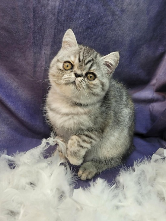 cat breeder in Colorado Springs Colorado, kittens in Colorado Springs Colorado, cat breeds, cattery in Colorado Springs Colorado, buy kittens in Colorado Springs Colorado, cats for sale in Colorado Springs Colorado, find the cat, cats in Colorado Springs Colorado, buy a cat in Colorado Springs Colorado, bengal cat breeders in Colorado Springs Colorado, where can i buy a kitten in Colorado Springs Colorado, kittens available in Colorado Springs Colorado, kitty for sale in Colorado Springs Colorado, bengal breeders in Colorado Springs Colorado, kittens for sale in ct, baby kittens for sale, exotic cats for sale, baby cats for sale, free kittens, white kittens for sale, free cats in Colorado Springs Colorado, where to buy kittens in Colorado Springs Colorado, free kittens in Colorado Springs Colorado, where can i buy a cat in Colorado Springs Colorado, cats to buy in Colorado Springs Colorado, kittens for sale in Colorado Springs Colorado, calico kittens for sale, kitten breeders in Colorado Springs Colorado, where to get a kitten in Colorado Springs Colorado, maine coon cat rescue, maine coon for sale, bengal cat rescue, baby kittens for sale in Colorado Springs Colorado, bengal cat breeders, cats for sale, maine coon breeders, maine coon cat breeds, bengal kittens for sale, bengal kittens for adoption, kittens for sale, where to buy a cat in Colorado Springs Colorado, maine coon kittens for sale, big cats for sale, bengal cat for sale, bengals for sale in Colorado Springs Colorado, maine coon cats for sale, persian kittens for sale in Colorado Springs Colorado, bengal cat in Colorado Springs Colorado, savannah cat rescue, where can i get a kitten in Colorado Springs Colorado, maine coon kittens for adoption, bengal kittens for sale in Colorado Springs Colorado, cheap kittens for sale, maine coon rescue, persian cat breeds, cats for sale uk, siamese kittens for sale in Colorado Springs Colorado, kittens for sale in maine, coon cats for sale, kittens for sale uk, cat store in Colorado Springs Colorado, maine coon kittens, buy pets in Colorado Springs Colorado, snow bengal kittens for sale, bengal cat adoption, maine coon cats for adoption, kittens to buy in Colorado Springs Colorado, baby kittens for free, grey kittens for sale, maine coon kittens for sale in Colorado Springs Colorado, where to buy kittens, buy a cat, maine coon kittens ohio, bengal kittens in Colorado Springs Colorado, maine coon adoption, orange kittens for sale, cats and kittens for sale, kitten breeds, savannah cat adoption, silver bengal kittens for sale, maine coon cats for sale in Colorado Springs Colorado, maine coon cat price, coon cat, bengal kittens, maine coon cat, bengal breeders, buy maine coon cat, large maine coon cats for sale, maine coon kittens for sale ohio, maine coon price, bengals for sale, maine coon breeders in Colorado Springs Colorado, maine coon kittens ct, breeders in Colorado Springs Colorado, leopard cat for sale, giant maine coon kittens for sale, hybrid cats for sale, pet shops that sell kittens in Colorado Springs Colorado, maine coon kittens for sale in maine, kitties for sale, cat breeds uk, cats and kittens, buy a kitten, big maine coon cats for sale, large cats for sale, bengal cat for sale in Colorado Springs Colorado, maine coon kittens price, find kittens in Colorado Springs Colorado, tiger cats for sale, buy bengal cat, pictures of kittens for sale, gray kittens for sale, pet cats for sale, kittens for adoption in maine, where to find kittens in Colorado Springs Colorado, where can i buy a bengal cat in Colorado Springs Colorado, bengal cat price, bengal cat, cats for sale in pa, black maine coon kittens for sale, maine coon cats for sale in maine, maine coon mix kittens for sale, ashera cat for sale, small cats for sale, baby cats for free, cats for sell, purebred cats for sale, local kittens for sale, small kittens for sale, white kittens for sale in Colorado Springs Colorado, silver maine coon kittens for sale, savannah kittens for sale in Colorado Springs Colorado, pet breeders in Colorado Springs Colorado, maine coon kittens available, bengal house cat, cheap kittens for sale in Colorado Springs Colorado, cheetoh cat for sale, tabby kittens for sale in Colorado Springs Colorado, newborn kittens for sale in Colorado Springs Colorado, maine coon kittens nj, cats for sale in ohio, house cats for sale, cat breeders in ma, maine coon, persian cats for sale in Colorado Springs Colorado, where can i buy a maine coon cat, cats for sale in ct, real cats for sale, white bengal kittens for sale, adopt a kitten for free, giant maine coon cat for sale, maine coon rescue ohio, balinese kittens for sale in Colorado Springs Colorado, kittens for sale in Colorado Springs Colorado free, silver bengal cat, maine coon cat size, male kittens for sale, siamese cat breeders in Colorado Springs Colorado, cats for sale in iowa, siberian cat for sale in Colorado Springs Colorado, how much are maine coon cats, tiger kittens for sale, purebred kittens for sale, largest maine coon cat, snow bengal kitten, bengal siamese kittens, cats kittens for sale, maine cat, snow bengal cat, kittens in maine, where can i get a maine coon cat, kittens for sale scotland, maine coon breeders ohio, giant cats for sale, maine coon cats for sale ohio, maine coon cat breeders in maine, baby kittens for free in Colorado Springs Colorado, extra large maine coon kittens for sale, maine coon kittens in Colorado Springs Colorado, big house cats for sale, buy maine coon kittens, maine coon kittens illinois, best cat breeds, black maine coon, kitten price, where to buy a maine coon cat, savannah cat for sale texas, maine coon kittens for sale wisconsin, bengal cat cost, how much is a bengal cat, buy maine coon, maine coon size, grey kittens for sale in Colorado Springs Colorado, where can i buy a savannah cat, savannah cat for sale florida, white bengal cat, maine coon for sale in Colorado Springs Colorado, bengal kitten price, real kittens for sale, cat price, white maine coon, grey and white kittens for sale, buy bengal kitten, kittens for, kittens for sell, cats 4 sale, cat breeders in ct, where to buy a bengal cat, white maine coon kittens for sale, giant maine coon cat, cat breed finder, best cat breed for me, big domestic cats for sale, black maine coon cat, get a kitten in Colorado Springs Colorado, the maine coon, buy savannah cat, exotic cats for sale in Colorado Springs Colorado, maine cats, large domestic cats for sale, maine coon cost, orange maine coon kitten, bengal kitten breeders, silver bengal kitten, maine coon cat rescue in Colorado Springs Colorado, bengal cat kittens, bangles cat, maine coon cat kittens, large maine coon breeder, black maine coon for sale, kittens 4 sale, maine coon rescue in Colorado Springs Colorado, blue maine coon kittens for sale, leopard kitten, purebred bengal kittens for sale, where to get a maine coon cat, cats for sale in maine, find cat breed, grey maine coon, pet store in Colorado Springs Colorado with kittens, maine cat for sale, local cat breeders, maine coon cat temperament, siamese bengal cat, bengal cattery, maine coon cat cost, maine coon rescue illinois, purebred maine coon, pets at home cats for sale, maine coon kittens available now, the maine coon cat, red maine coon kittens for sale, biggest maine coon, large cat breeds for sale, snow bengal cat for sale, pets at home kittens for sale, beautiful cats for sale, maine coon cat kittens for sale, where to buy a maine coon, orange maine coon kittens for sale, maine coon cattery, how much does a maine coon cat cost, how much are maine coon kittens, large maine coon kittens for sale, black maine coon kitten, maine coon cat personality, white maine coon kittens, fluffy kittens for sale in Colorado Springs Colorado, cat breeder directory, tabby maine coon, bengal house cat for sale, purebred kittens, what is a maine coon cat, local cats for sale, black kittens for sale in Colorado Springs Colorado, local kittens for free, bengal cat kittens for sale, maine coon adoption in Colorado Springs Colorado, hypoallergenic kittens for sale in Colorado Springs Colorado, bengal kitten rescue, cat breeders seattle, bengal kittens for adoption in Colorado Springs Colorado, cheap maine coon kittens for sale, coon cat breed, selling kittens, bengal kitty, kittens for sale in my area, cats for sale cheap, red maine coon, how much are bengal kittens, kittens for sale or adoption in Colorado Springs Colorado, looking for kittens for sale, how much are cats to buy, where can i get a maine coon kitten, where to find kittens for sale, giant maine coon for sale, cats or kittens for sale, grey maine coon cat, white bengal kitten, how big are maine coon cats, coon kittens for sale, about maine coon cats, cat breeds list, large maine coon, find kittens for sale, leopard cat price, white maine coon cat, litter of kittens for sale, large house cats for sale, domestic kittens for sale, maine coon kitten breeders, maine coon breeders in maine, maine coon kittens for adoption in Colorado Springs Colorado, cat breeders in maine, grey maine coon kitten, domestic cats for sale, kittens for sale in, leopard kittens for sale in Colorado Springs Colorado, large maine coon cat breeders, huge cats for sale, small maine coon, maine coon cat breeders in Colorado Springs Colorado, black maine coon cat for sale, cheetoh cat price, maine coon kitten rescue, coon kitten, buy a maine coon cat online, kittens to good home in Colorado Springs Colorado, snow leopard kitten, savannah cat breeders in Colorado Springs Colorado, where to buy maine coon kittens, coon cat price, littens for sale, kittens for sale around me, coon cat rescue, maine coon kitties for sale, where can you buy a maine coon cat, cats for sell in Colorado Springs Colorado, maine coon cat price range, silver maine coon breeders, gray kittens for sale in Colorado Springs Colorado, where to buy bengal kittens, maine coon kittens for sale north west, maine coon cats in Colorado Springs Colorado, big maine coon kittens for sale, where to get maine coon kittens, maine coon kitty, best maine coon breeders, coon cats for adoption, how long do maine coon cats live, how much is a maine coon, maine coon adults for sale, find cats for sale, registered cat breeders, how big do maine coon cats get, grey maine coon kittens for sale, where can i get a maine coon, maine coon kittens in maine, pure maine coon kittens for sale, purchase maine coon cat, calico maine coon kitten, the maine coon cat for sale, house kittens for sale, maincoons, maine coon cat cattery, where can i buy a maine coon, cat for sale usa, where to get a maine coon, where to find maine coon cats, male kittens for sale in Colorado Springs Colorado, craigslist kittens, maine coon cattery usa, how much does a maine coon cost, bengal house cat price, cats for sale or adoption, large breed domestic cats for sale, snow bengal cat price, bengal cat adoption in Colorado Springs Colorado, free cats and kittens, male maine coon, pics of kittens for sale, google kittens for sale, coon cat kittens for sale, purebred maine coon kittens for sale, maine coon cats for adoption in Colorado Springs Colorado, red maine coon kittens, snow leopard bengal, american maine coon, grey kitten breeds, cheap maine coon kittens, calico maine coon kittens for sale, cat breeds for sale, bengal tiger cat, may coon cat, where can i buy a bengal kitten, where can you get a maine coon cat, maine coon cat rescue maine, maine coon kittens available now in maine, blue silver maine coon kittens for sale, maine coon price range, maine coon breeders usa, snow bengal breeders, purebred kittens for adoption, show cats for sale, bangles cats for sale, coon cat kittens, bengal tiger kitten, bengal domestic cat for sale, what is a maine coon, savannah cat breeders texas, silver tabby maine coon kittens for sale, biggest maine coon cat, maine coon in Colorado Springs Colorado, is my cat a maine coon, big cat pets for sale, cata for sale, kittens that stay small for sale, big domestic cats for adoption, moon coon cat, maine moon cat, where can i find a maine coon cat, snow leopard bengal cat, ginger maine coon kittens for sale, male maine coon kittens for sale, best kittens to buy, maine coon cat kittens for adoption, man kun cat, leopard house cat for sale, baby maine coon kittens for sale, solid black maine coon kittens for sale, large domestic cats for adoption, maine coon kitten price range, best bengal cat breeders, full blooded maine coon kittens for sale, big cat breeds for sale, where can i find a maine coon kitten, purebred maine coon kittens, maine coon kitten cost, maine coon cattery maine, maine coon cats in maine, where can i buy a maine coon kitten, looking for maine coon kittens, cheap cats and kittens for sale, kittens for sale near, purebred kittens for sale in Colorado Springs Colorado, cats available in Colorado Springs Colorado, large maine coon for sale, giant maine coon breeders, short hair maine coon kittens for sale, kittens for sale online, where can i find kittens for sale, blue maine coon kitten, maine coon price usa, maine coon for sale usa, maine coon cat kittens for sale in maine, giant cat breed for sale, home cats for sale, maine coon purchase, maine coon cats for rehoming, how to buy a maine coon cat, huge maine coon cats for sale, red tabby maine coon kittens for sale, kittens for sale usa, maine coon for sale ohio, buy maine coon cat price, images of kittens for sale, what is the cost of a maine coon cat, registered kittens for sale, selling kittens in Colorado Springs Colorado, where to get bengal kittens, where can i find kittens for sale in my area, brown maine coon, how much are maine coon kittens for sale, looking for a maine coon cat, how much are coon cats, american maine coon cat, purebred cats for sale in Colorado Springs Colorado, where can i buy a coon cat, brown bengal cat, main coon kitten for sale, purebred cat breeds, snow bengal cat breeders, big kittens for sale, find kittens for sale in Colorado Springs Colorado, pure maine coon kittens, maine coon cats and kittens for sale, tabby maine coon kittens, how to find kittens for sale, purebred maine coon cat for sale, how to be a cat breeder, kitten farm in Colorado Springs Colorado, giant maine coon, where to purchase a maine coon cat, reputable cat breeders, large maine coon kittens, where can i find a bengal kitten, how to find a cat breeder, black and white maine coon kittens for sale, full breed maine coon kittens for sale, silver maine coon for sale, available kittens for sale, cost of maine coon kittens for sale, male maine coon for sale, how to get a maine coon cat, exotic big cats for sale, cats in maine, cats for sale around me, adult maine coon, maine coon kittens for sale nd, big maine coon for sale, cats for sale or adoption in Colorado Springs Colorado, kitten breeds for sale, the bengal cat for sale, long hair maine coon kittens for sale, gray maine coon kitten, orange maine coon for sale, bengal cats and kittens, where to buy purebred cats, maine coon mix for sale, top bengal breeders, i want a maine coon kitten, where can i purchase a maine coon cat, pure maine coon, maine coon cats and kittens, cat breeds price, orange kittens for sale in Colorado Springs Colorado, bengal cats and kittens for sale, where do i get a maine coon cat, purebred bengal cat for sale, moon coon, huge maine coon kittens for sale, giant maine coon kittens, kittens for sale price, how much are maine coon cats to buy, kittens for sa, bengal cat craigslist, pictures of maine coon kittens for sale, where to find maine coon kittens, tabby maine coon kittens for sale, i want to buy a maine coon kitten, where do you get a maine coon cat, bengal cat for sell, marie coon cat, leopard looking cat for sale, find maine coon kittens for sale, domestic bengal kittens for sale, main kun cat, show me a maine coon cat, where to find cats for sale, best maine coon breeders usa, large kittens for sale, purebred maine coon for sale, where can i purchase a bengal cat, a kitten for sale, gray maine coon kittens for sale, maine coon cat price usa, maine coon babies for sale, part maine coon kittens for sale, maine coon cats for sell, female maine coon kittens for sale, i want a maine coon cat, what is the price of a maine coon cat, available maine coon kittens for sale, biggest cats for sale, places that sell cats in Colorado Springs Colorado, brown tabby maine coon kittens for sale, kittens for sale near ne, cat breeder reviews, kittens for sale today, orange maine coon cat for sale, very large cats for sale, maine coon cats available for adoption, bengal cat cattery, breeders in maine, leopard cat domestic for sale, how to find a reputable cat breeder, big house cat breeds for sale, large breed maine coon kittens for sale, blue maine coon for sale, cat breader, cats for sale nearby, brown maine coon kitten, white maine coon cats for sale, purebred maine coon rescue, maine coon maine, maincoons for sale