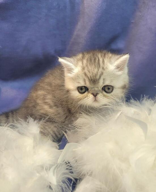 cat breeder in Denver Colorado, kittens in Denver Colorado, cat breeds, cattery in Denver Colorado, buy kittens in Denver Colorado, cats for sale in Denver Colorado, find the cat, cats in Denver Colorado, buy a cat in Denver Colorado, bengal cat breeders in Denver Colorado, where can i buy a kitten in Denver Colorado, kittens available in Denver Colorado, kitty for sale in Denver Colorado, bengal breeders in Denver Colorado, kittens for sale in ct, baby kittens for sale, exotic cats for sale, baby cats for sale, free kittens, white kittens for sale, free cats in Denver Colorado, where to buy kittens in Denver Colorado, free kittens in Denver Colorado, where can i buy a cat in Denver Colorado, cats to buy in Denver Colorado, kittens for sale in Denver Colorado, calico kittens for sale, kitten breeders in Denver Colorado, where to get a kitten in Denver Colorado, maine coon cat rescue, maine coon for sale, bengal cat rescue, baby kittens for sale in Denver Colorado, bengal cat breeders, cats for sale, maine coon breeders, maine coon cat breeds, bengal kittens for sale, bengal kittens for adoption, kittens for sale, where to buy a cat in Denver Colorado, maine coon kittens for sale, big cats for sale, bengal cat for sale, bengals for sale in Denver Colorado, maine coon cats for sale, persian kittens for sale in Denver Colorado, bengal cat in Denver Colorado, savannah cat rescue, where can i get a kitten in Denver Colorado, maine coon kittens for adoption, bengal kittens for sale in Denver Colorado, cheap kittens for sale, maine coon rescue, persian cat breeds, cats for sale uk, siamese kittens for sale in Denver Colorado, kittens for sale in maine, coon cats for sale, kittens for sale uk, cat store in Denver Colorado, maine coon kittens, buy pets in Denver Colorado, snow bengal kittens for sale, bengal cat adoption, maine coon cats for adoption, kittens to buy in Denver Colorado, baby kittens for free, grey kittens for sale, maine coon kittens for sale in Denver Colorado, where to buy kittens, buy a cat, maine coon kittens ohio, bengal kittens in Denver Colorado, maine coon adoption, orange kittens for sale, cats and kittens for sale, kitten breeds, savannah cat adoption, silver bengal kittens for sale, maine coon cats for sale in Denver Colorado, maine coon cat price, coon cat, bengal kittens, maine coon cat, bengal breeders, buy maine coon cat, large maine coon cats for sale, maine coon kittens for sale ohio, maine coon price, bengals for sale, maine coon breeders in Denver Colorado, maine coon kittens ct, breeders in Denver Colorado, leopard cat for sale, giant maine coon kittens for sale, hybrid cats for sale, pet shops that sell kittens in Denver Colorado, maine coon kittens for sale in maine, kitties for sale, cat breeds uk, cats and kittens, buy a kitten, big maine coon cats for sale, large cats for sale, bengal cat for sale in Denver Colorado, maine coon kittens price, find kittens in Denver Colorado, tiger cats for sale, buy bengal cat, pictures of kittens for sale, gray kittens for sale, pet cats for sale, kittens for adoption in maine, where to find kittens in Denver Colorado, where can i buy a bengal cat in Denver Colorado, bengal cat price, bengal cat, cats for sale in pa, black maine coon kittens for sale, maine coon cats for sale in maine, maine coon mix kittens for sale, ashera cat for sale, small cats for sale, baby cats for free, cats for sell, purebred cats for sale, local kittens for sale, small kittens for sale, white kittens for sale in Denver Colorado, silver maine coon kittens for sale, savannah kittens for sale in Denver Colorado, pet breeders in Denver Colorado, maine coon kittens available, bengal house cat, cheap kittens for sale in Denver Colorado, cheetoh cat for sale, tabby kittens for sale in Denver Colorado, newborn kittens for sale in Denver Colorado, maine coon kittens nj, cats for sale in ohio, house cats for sale, cat breeders in ma, maine coon, persian cats for sale in Denver Colorado, where can i buy a maine coon cat, cats for sale in ct, real cats for sale, white bengal kittens for sale, adopt a kitten for free, giant maine coon cat for sale, maine coon rescue ohio, balinese kittens for sale in Denver Colorado, kittens for sale in Denver Colorado free, silver bengal cat, maine coon cat size, male kittens for sale, siamese cat breeders in Denver Colorado, cats for sale in iowa, siberian cat for sale in Denver Colorado, how much are maine coon cats, tiger kittens for sale, purebred kittens for sale, largest maine coon cat, snow bengal kitten, bengal siamese kittens, cats kittens for sale, maine cat, snow bengal cat, kittens in maine, where can i get a maine coon cat, kittens for sale scotland, maine coon breeders ohio, giant cats for sale, maine coon cats for sale ohio, maine coon cat breeders in maine, baby kittens for free in Denver Colorado, extra large maine coon kittens for sale, maine coon kittens in Denver Colorado, big house cats for sale, buy maine coon kittens, maine coon kittens illinois, best cat breeds, black maine coon, kitten price, where to buy a maine coon cat, savannah cat for sale texas, maine coon kittens for sale wisconsin, bengal cat cost, how much is a bengal cat, buy maine coon, maine coon size, grey kittens for sale in Denver Colorado, where can i buy a savannah cat, savannah cat for sale florida, white bengal cat, maine coon for sale in Denver Colorado, bengal kitten price, real kittens for sale, cat price, white maine coon, grey and white kittens for sale, buy bengal kitten, kittens for, kittens for sell, cats 4 sale, cat breeders in ct, where to buy a bengal cat, white maine coon kittens for sale, giant maine coon cat, cat breed finder, best cat breed for me, big domestic cats for sale, black maine coon cat, get a kitten in Denver Colorado, the maine coon, buy savannah cat, exotic cats for sale in Denver Colorado, maine cats, large domestic cats for sale, maine coon cost, orange maine coon kitten, bengal kitten breeders, silver bengal kitten, maine coon cat rescue in Denver Colorado, bengal cat kittens, bangles cat, maine coon cat kittens, large maine coon breeder, black maine coon for sale, kittens 4 sale, maine coon rescue in Denver Colorado, blue maine coon kittens for sale, leopard kitten, purebred bengal kittens for sale, where to get a maine coon cat, cats for sale in maine, find cat breed, grey maine coon, pet store in Denver Colorado with kittens, maine cat for sale, local cat breeders, maine coon cat temperament, siamese bengal cat, bengal cattery, maine coon cat cost, maine coon rescue illinois, purebred maine coon, pets at home cats for sale, maine coon kittens available now, the maine coon cat, red maine coon kittens for sale, biggest maine coon, large cat breeds for sale, snow bengal cat for sale, pets at home kittens for sale, beautiful cats for sale, maine coon cat kittens for sale, where to buy a maine coon, orange maine coon kittens for sale, maine coon cattery, how much does a maine coon cat cost, how much are maine coon kittens, large maine coon kittens for sale, black maine coon kitten, maine coon cat personality, white maine coon kittens, fluffy kittens for sale in Denver Colorado, cat breeder directory, tabby maine coon, bengal house cat for sale, purebred kittens, what is a maine coon cat, local cats for sale, black kittens for sale in Denver Colorado, local kittens for free, bengal cat kittens for sale, maine coon adoption in Denver Colorado, hypoallergenic kittens for sale in Denver Colorado, bengal kitten rescue, cat breeders seattle, bengal kittens for adoption in Denver Colorado, cheap maine coon kittens for sale, coon cat breed, selling kittens, bengal kitty, kittens for sale in my area, cats for sale cheap, red maine coon, how much are bengal kittens, kittens for sale or adoption in Denver Colorado, looking for kittens for sale, how much are cats to buy, where can i get a maine coon kitten, where to find kittens for sale, giant maine coon for sale, cats or kittens for sale, grey maine coon cat, white bengal kitten, how big are maine coon cats, coon kittens for sale, about maine coon cats, cat breeds list, large maine coon, find kittens for sale, leopard cat price, white maine coon cat, litter of kittens for sale, large house cats for sale, domestic kittens for sale, maine coon kitten breeders, maine coon breeders in maine, maine coon kittens for adoption in Denver Colorado, cat breeders in maine, grey maine coon kitten, domestic cats for sale, kittens for sale in, leopard kittens for sale in Denver Colorado, large maine coon cat breeders, huge cats for sale, small maine coon, maine coon cat breeders in Denver Colorado, black maine coon cat for sale, cheetoh cat price, maine coon kitten rescue, coon kitten, buy a maine coon cat online, kittens to good home in Denver Colorado, snow leopard kitten, savannah cat breeders in Denver Colorado, where to buy maine coon kittens, coon cat price, littens for sale, kittens for sale around me, coon cat rescue, maine coon kitties for sale, where can you buy a maine coon cat, cats for sell in Denver Colorado, maine coon cat price range, silver maine coon breeders, gray kittens for sale in Denver Colorado, where to buy bengal kittens, maine coon kittens for sale north west, maine coon cats in Denver Colorado, big maine coon kittens for sale, where to get maine coon kittens, maine coon kitty, best maine coon breeders, coon cats for adoption, how long do maine coon cats live, how much is a maine coon, maine coon adults for sale, find cats for sale, registered cat breeders, how big do maine coon cats get, grey maine coon kittens for sale, where can i get a maine coon, maine coon kittens in maine, pure maine coon kittens for sale, purchase maine coon cat, calico maine coon kitten, the maine coon cat for sale, house kittens for sale, maincoons, maine coon cat cattery, where can i buy a maine coon, cat for sale usa, where to get a maine coon, where to find maine coon cats, male kittens for sale in Denver Colorado, craigslist kittens, maine coon cattery usa, how much does a maine coon cost, bengal house cat price, cats for sale or adoption, large breed domestic cats for sale, snow bengal cat price, bengal cat adoption in Denver Colorado, free cats and kittens, male maine coon, pics of kittens for sale, google kittens for sale, coon cat kittens for sale, purebred maine coon kittens for sale, maine coon cats for adoption in Denver Colorado, red maine coon kittens, snow leopard bengal, american maine coon, grey kitten breeds, cheap maine coon kittens, calico maine coon kittens for sale, cat breeds for sale, bengal tiger cat, may coon cat, where can i buy a bengal kitten, where can you get a maine coon cat, maine coon cat rescue maine, maine coon kittens available now in maine, blue silver maine coon kittens for sale, maine coon price range, maine coon breeders usa, snow bengal breeders, purebred kittens for adoption, show cats for sale, bangles cats for sale, coon cat kittens, bengal tiger kitten, bengal domestic cat for sale, what is a maine coon, savannah cat breeders texas, silver tabby maine coon kittens for sale, biggest maine coon cat, maine coon in Denver Colorado, is my cat a maine coon, big cat pets for sale, cata for sale, kittens that stay small for sale, big domestic cats for adoption, moon coon cat, maine moon cat, where can i find a maine coon cat, snow leopard bengal cat, ginger maine coon kittens for sale, male maine coon kittens for sale, best kittens to buy, maine coon cat kittens for adoption, man kun cat, leopard house cat for sale, baby maine coon kittens for sale, solid black maine coon kittens for sale, large domestic cats for adoption, maine coon kitten price range, best bengal cat breeders, full blooded maine coon kittens for sale, big cat breeds for sale, where can i find a maine coon kitten, purebred maine coon kittens, maine coon kitten cost, maine coon cattery maine, maine coon cats in maine, where can i buy a maine coon kitten, looking for maine coon kittens, cheap cats and kittens for sale, kittens for sale near, purebred kittens for sale in Denver Colorado, cats available in Denver Colorado, large maine coon for sale, giant maine coon breeders, short hair maine coon kittens for sale, kittens for sale online, where can i find kittens for sale, blue maine coon kitten, maine coon price usa, maine coon for sale usa, maine coon cat kittens for sale in maine, giant cat breed for sale, home cats for sale, maine coon purchase, maine coon cats for rehoming, how to buy a maine coon cat, huge maine coon cats for sale, red tabby maine coon kittens for sale, kittens for sale usa, maine coon for sale ohio, buy maine coon cat price, images of kittens for sale, what is the cost of a maine coon cat, registered kittens for sale, selling kittens in Denver Colorado, where to get bengal kittens, where can i find kittens for sale in my area, brown maine coon, how much are maine coon kittens for sale, looking for a maine coon cat, how much are coon cats, american maine coon cat, purebred cats for sale in Denver Colorado, where can i buy a coon cat, brown bengal cat, main coon kitten for sale, purebred cat breeds, snow bengal cat breeders, big kittens for sale, find kittens for sale in Denver Colorado, pure maine coon kittens, maine coon cats and kittens for sale, tabby maine coon kittens, how to find kittens for sale, purebred maine coon cat for sale, how to be a cat breeder, kitten farm in Denver Colorado, giant maine coon, where to purchase a maine coon cat, reputable cat breeders, large maine coon kittens, where can i find a bengal kitten, how to find a cat breeder, black and white maine coon kittens for sale, full breed maine coon kittens for sale, silver maine coon for sale, available kittens for sale, cost of maine coon kittens for sale, male maine coon for sale, how to get a maine coon cat, exotic big cats for sale, cats in maine, cats for sale around me, adult maine coon, maine coon kittens for sale nd, big maine coon for sale, cats for sale or adoption in Denver Colorado, kitten breeds for sale, the bengal cat for sale, long hair maine coon kittens for sale, gray maine coon kitten, orange maine coon for sale, bengal cats and kittens, where to buy purebred cats, maine coon mix for sale, top bengal breeders, i want a maine coon kitten, where can i purchase a maine coon cat, pure maine coon, maine coon cats and kittens, cat breeds price, orange kittens for sale in Denver Colorado, bengal cats and kittens for sale, where do i get a maine coon cat, purebred bengal cat for sale, moon coon, huge maine coon kittens for sale, giant maine coon kittens, kittens for sale price, how much are maine coon cats to buy, kittens for sa, bengal cat craigslist, pictures of maine coon kittens for sale, where to find maine coon kittens, tabby maine coon kittens for sale, i want to buy a maine coon kitten, where do you get a maine coon cat, bengal cat for sell, marie coon cat, leopard looking cat for sale, find maine coon kittens for sale, domestic bengal kittens for sale, main kun cat, show me a maine coon cat, where to find cats for sale, best maine coon breeders usa, large kittens for sale, purebred maine coon for sale, where can i purchase a bengal cat, a kitten for sale, gray maine coon kittens for sale, maine coon cat price usa, maine coon babies for sale, part maine coon kittens for sale, maine coon cats for sell, female maine coon kittens for sale, i want a maine coon cat, what is the price of a maine coon cat, available maine coon kittens for sale, biggest cats for sale, places that sell cats in Denver Colorado, brown tabby maine coon kittens for sale, kittens for sale near ne, cat breeder reviews, kittens for sale today, orange maine coon cat for sale, very large cats for sale, maine coon cats available for adoption, bengal cat cattery, breeders in maine, leopard cat domestic for sale, how to find a reputable cat breeder, big house cat breeds for sale, large breed maine coon kittens for sale, blue maine coon for sale, cat breader, cats for sale nearby, brown maine coon kitten, white maine coon cats for sale, purebred maine coon rescue, maine coon maine, maincoons for sale