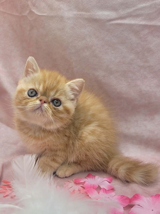 red exotic shorthair female