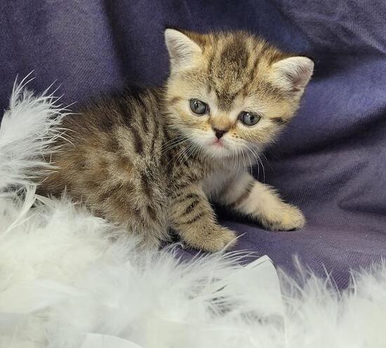 Tiglette