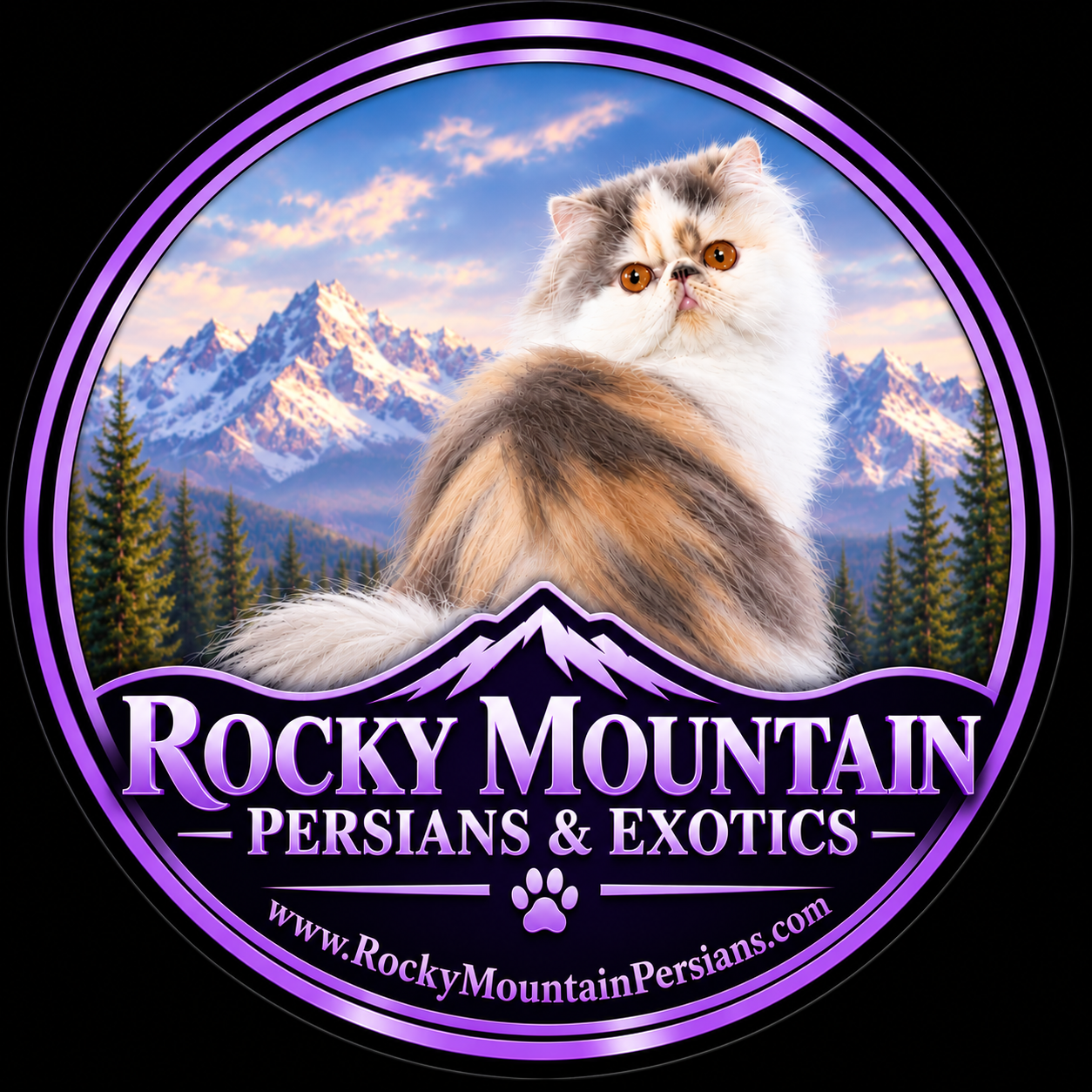 Rocky Mountain Persians, Himalayans & Exotic Shorthair